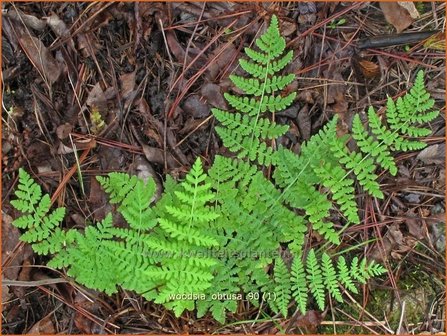 Woodsia obtusa | Wimpelvaren