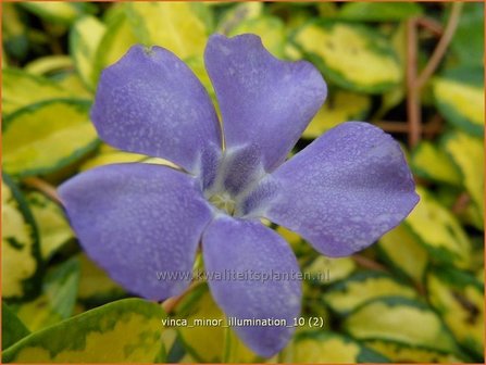 Vinca minor &#039;Illumination&#039; | Kleine maagdenpalm