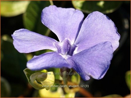 Vinca minor &#039;Ralph Shugert&#039; | Kleine maagdenpalm