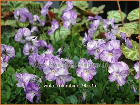 Viola cornuta &amp;#39;Columbine&amp;#39; | Hoornviooltje, Viooltje | Hornveilchen