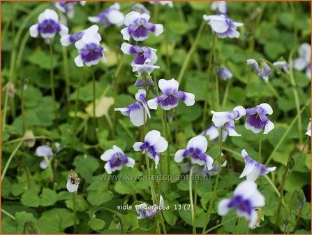 Viola hederacea | Klimop viooltje, Viooltje