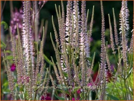 Veronicastrum virginicum &#039;Pink Glow&#039; | Virginische ereprijs