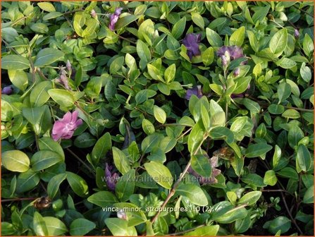 Vinca minor &#039;Atropurpurea&#039; | Kleine maagdenpalm