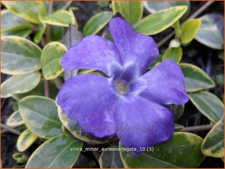 Vinca minor &#039;Aureovariegata&#039; | Kleine maagdenpalm