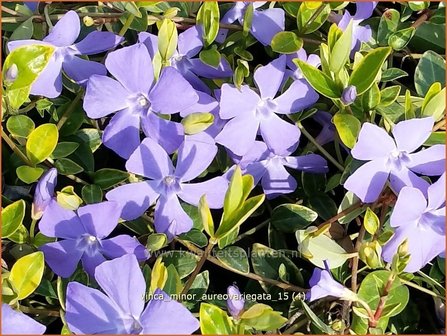 Vinca minor &amp;#39;Aureovariegata&amp;#39;