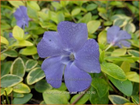 Vinca minor 'Blue and Gold' | Kleine maagdenpalm