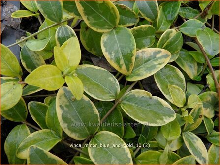 Vinca minor 'Blue and Gold' | Kleine maagdenpalm