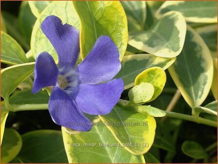 Vinca minor 'Blue and Gold' | Kleine maagdenpalm