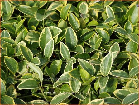 Vinca minor 'Blue and Gold' | Kleine maagdenpalm