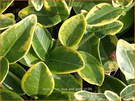 Vinca minor 'Blue and Gold' | Kleine maagdenpalm