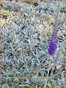 Veronica spicata incana &#039;Silbersee&#039; | Aarereprijs, Ereprijs