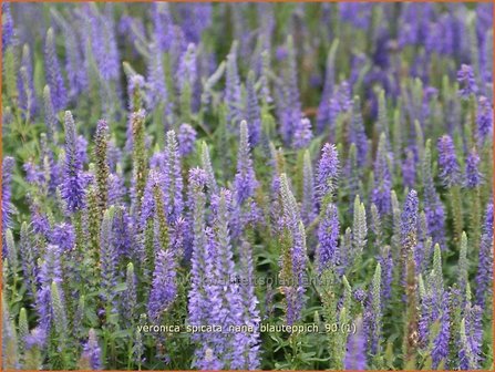 Veronica spicata &#039;Nana Blauteppich&#039; | Aarereprijs, Ereprijs