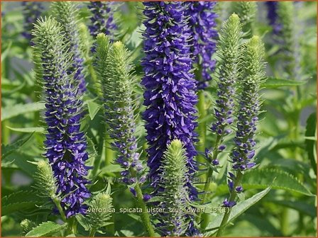 Veronica spicata &#039;Ulster Blue Dwarf&#039; | Aarereprijs, Ereprijs