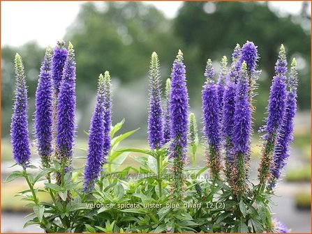 Veronica spicata &#039;Ulster Blue Dwarf&#039; | Aarereprijs, Ereprijs