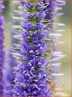 Veronica spicata &#039;Ulster Blue Dwarf&#039; | Aarereprijs, Ereprijs