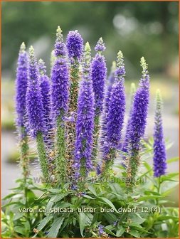 Veronica spicata &#039;Ulster Blue Dwarf&#039; | Aarereprijs, Ereprijs