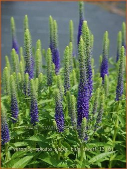 Veronica spicata &#039;Ulster Blue Dwarf&#039; | Aarereprijs, Ereprijs