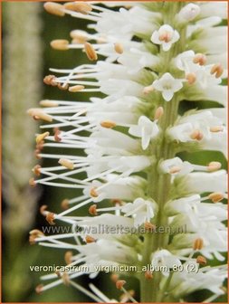 Veronicastrum virginicum &#039;Album&#039; | Virginische ereprijs