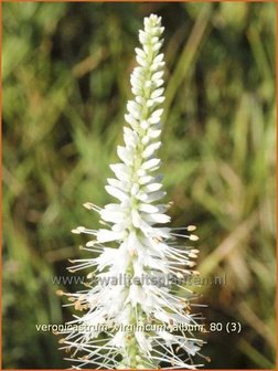 Veronicastrum virginicum &#039;Album&#039; | Virginische ereprijs