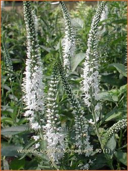 Veronica longifolia &#039;Schneeriesin&#039; | Lange ereprijs, Ereprijs