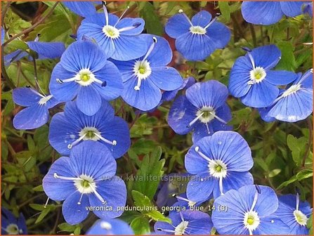 Veronica peduncularis &#039;Georgia Blue&#039; | Ereprijs