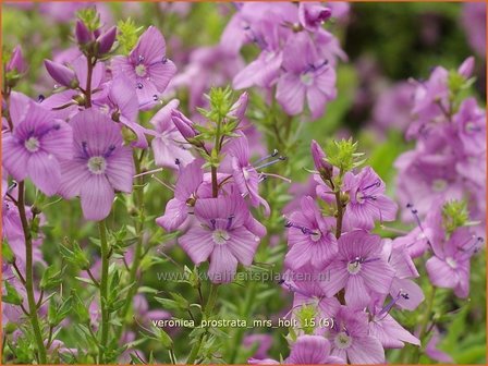 Veronica prostrata &#039;Mrs Holt&#039; | Liggende ereprijs, Ereprijs