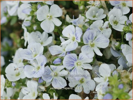 Veronica repens | Kruipende ereprijs, Ereprijs