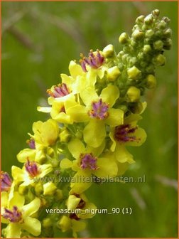 Verbascum nigrum | Zwarte toorts