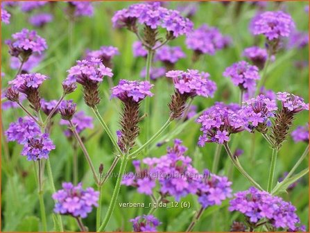 Verbena rigida | IJzerhard | Steifes Eisenkraut | Rough Verbena