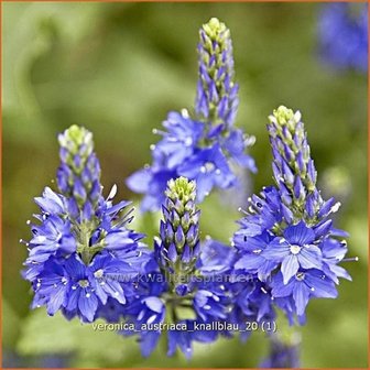 Veronica austriaca &#039;Knallblau&#039; | Brede ereprijs, Ereprijs