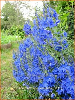 Veronica austriaca &#039;Knallblau&#039; | Brede ereprijs, EreprijsVeronica austriaca &#039;Knallblau&#039; | Brede ereprijs, Ereprijs