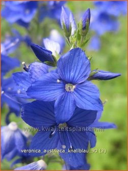 Veronica austriaca &#039;Knallblau&#039; | Brede ereprijs, Ereprijs