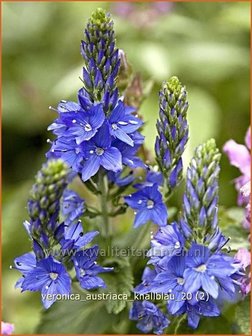 Veronica austriaca &#039;Knallblau&#039; | Brede ereprijs, Ereprijs