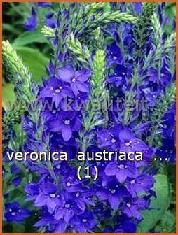Veronica austriaca 'Royal Blue' | Brede ereprijs, Ereprijs