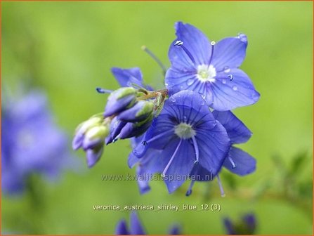 Veronica austriaca &#039;Shirley Blue&#039; | Brede ereprijs, Ereprijs