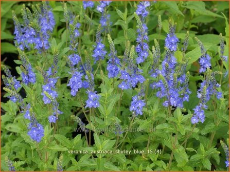 Veronica austriaca &#039;Shirley Blue&#039; | Brede ereprijs, Ereprijs