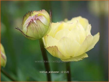 Trollius &#039;Alabaster&#039; | Kogelbloem, Globebloem