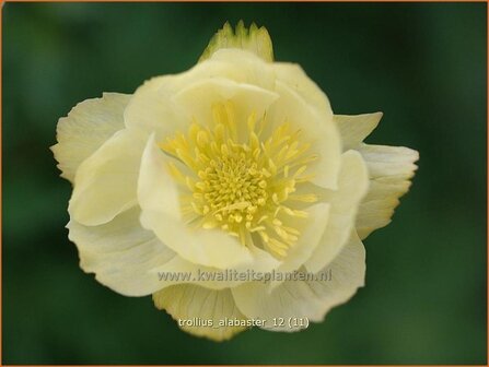 Trollius &#039;Alabaster&#039; | Kogelbloem, Globebloem