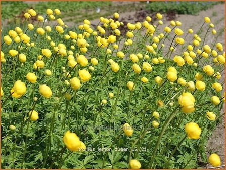 Trollius &#039;Lemon Queen&#039; | Kogelbloem, Globebloem