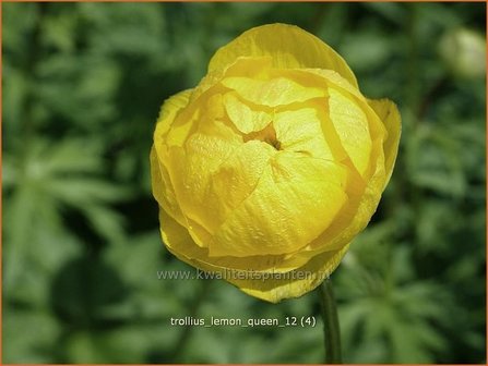 Trollius &#039;Lemon Queen&#039; | Kogelbloem, Globebloem
