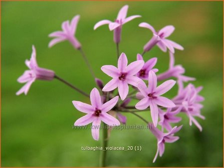 Tulbaghia violacea | Wilde knoffel, Kaapse knoflook
