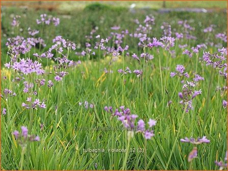 Tulbaghia violacea | Wilde knoffel, Kaapse knoflook