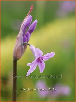 Tulbaghia violacea | Wilde knoffel, Kaapse knoflook