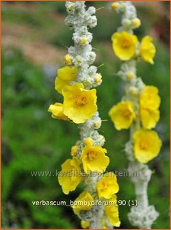 Verbascum bombyciferum | Koningskaars, Toorts | Seidige K&ouml;nigskerze