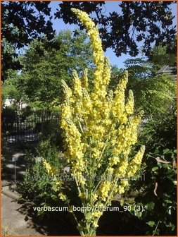 Verbascum bombyciferum | Koningskaars, Toorts | Seidige K&ouml;nigskerze