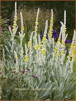 Verbascum bombyciferum | Koningskaars, Toorts | Seidige K&ouml;nigskerze