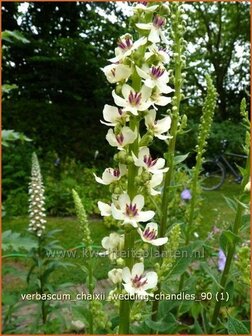 Verbascum chaixii &#039;Wedding Candles&#039; | Toorts