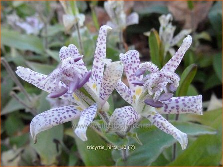 Tricyrtis hirta | Paddenlelie, Armeluisorchidee