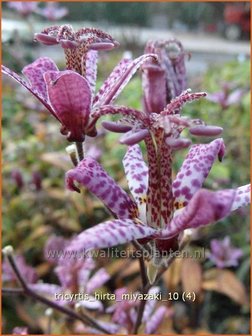 Tricyrtis hirta &#039;Miyazaki&#039;