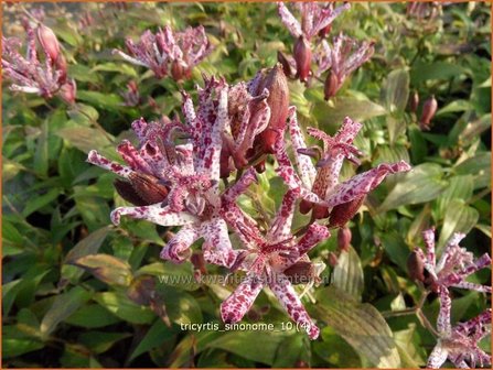 Tricyrtis &#039;Sinonome&#039; | Paddenlelie, Armeluisorchidee